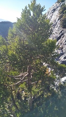 Athrotaxis selaginoides