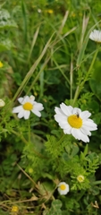 Anthemis