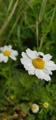 Anthemis