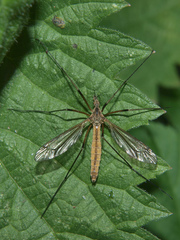 Tipula vernalis