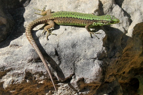 Brauner's Rock Lizard, Tkibuli, Nakerala pass, Georgia, photo 4 of 10