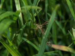Tipula vernalis