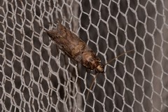 Conobathra hemichlaena