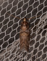 Conobathra hemichlaena