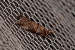 Conobathra hemichlaena