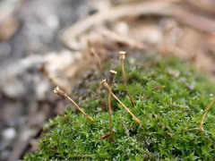 Anacamptodon splachnoides