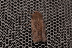 Proteuxoa hypochalchis