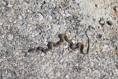 Dolichophis jugularis