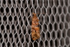 Lobesia transtrifera