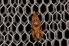 Lobesia transtrifera