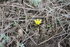 Gagea pusilla