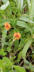 Lathyrus blepharicarpos