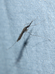 Anopheles ziemanni