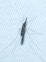 Anopheles ziemanni