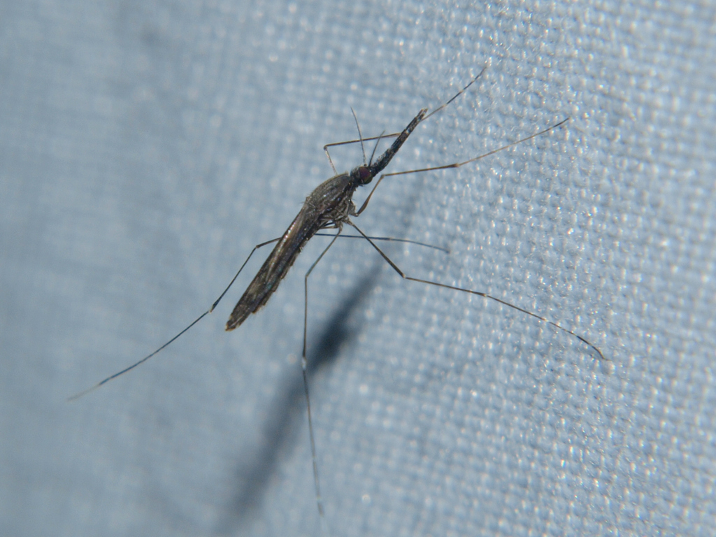 Anopheles ziemanni