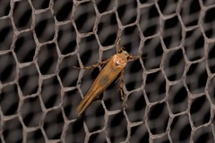 Stathmopoda hyposcia