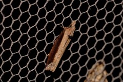 Statherotis euryphaea