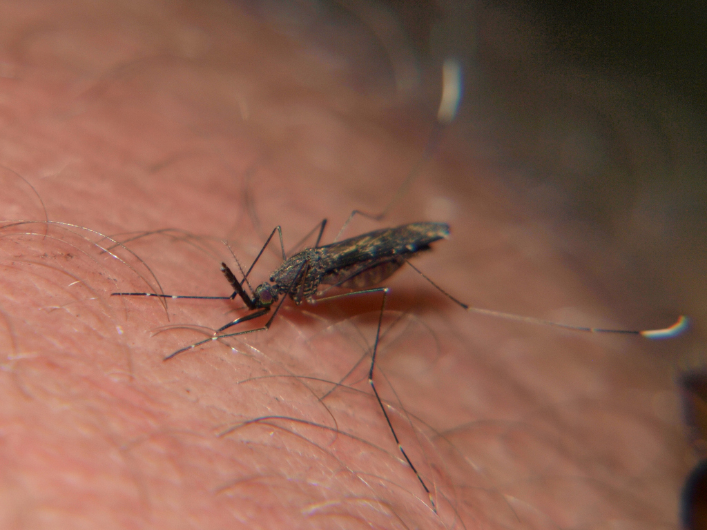 Anopheles tenebrosus