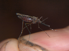 Anopheles tenebrosus