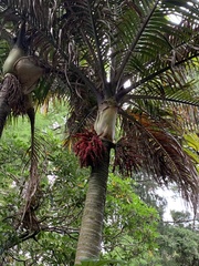 Rhopalostylis sapida