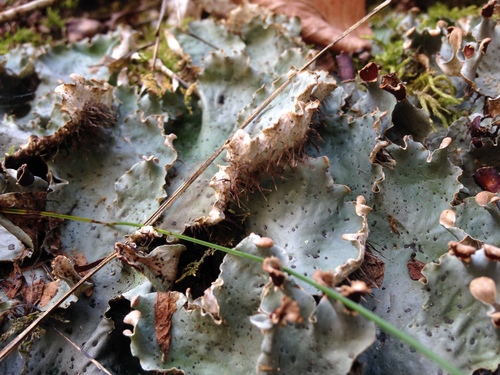 ruffled freckled pelt lichen