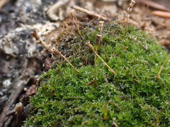 Anacamptodon splachnoides