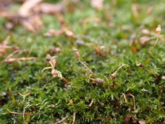 Anacamptodon splachnoides