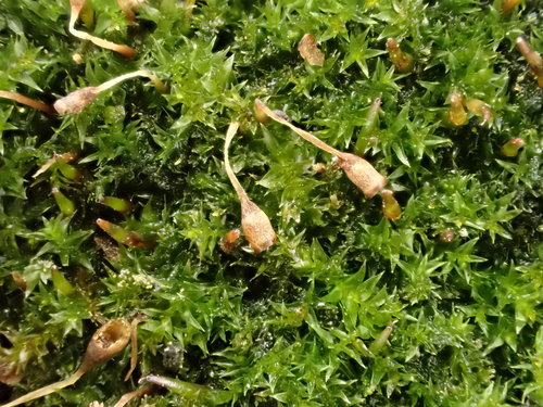 anacamptodon moss (Anacamptodon splachnoides)
