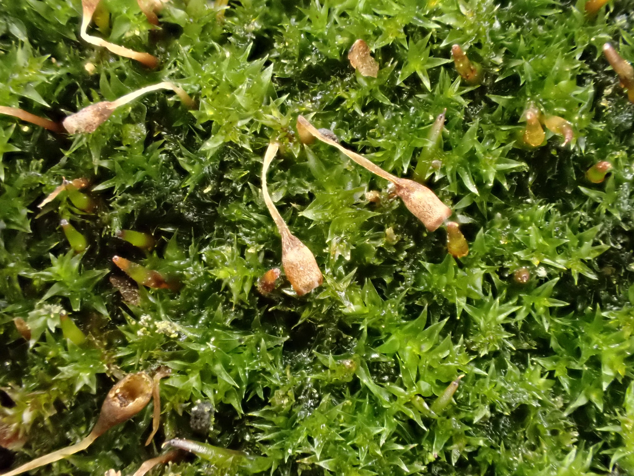Anacamptodon splachnoides