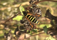 Bembecia ichneumoniformis