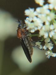 Dilophus bicolor