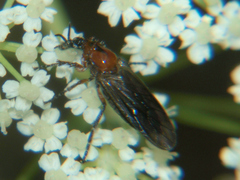 Dilophus bicolor