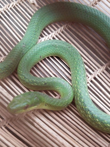Rắn sọc xanh núi