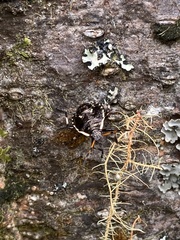 Cermatulus nasalis nasalis