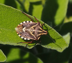 Codophila maculicollis