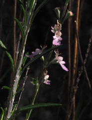 Teucrium creticum