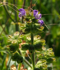Salvia judaica