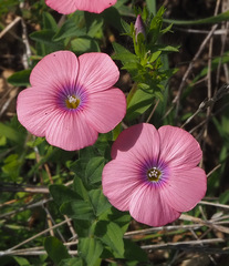 Linum pubescens