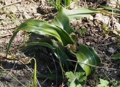 Iris palaestina