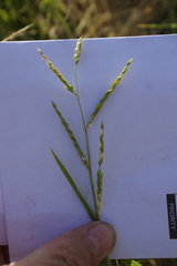 Eriochloa pseudoacrotricha