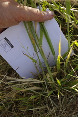 Eriochloa pseudoacrotricha