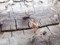 Steatoda lepida