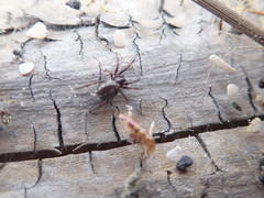 Steatoda lepida