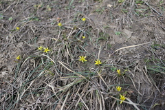 Gagea pusilla