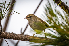 Horornis diphone cantans