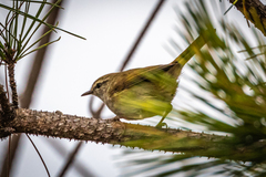 Horornis diphone cantans