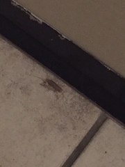 Gryllodes sigillatus