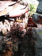 Limnonectes kuhlii