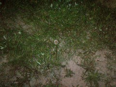 Taraxacum officinale