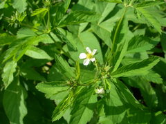 Potentilla elatior